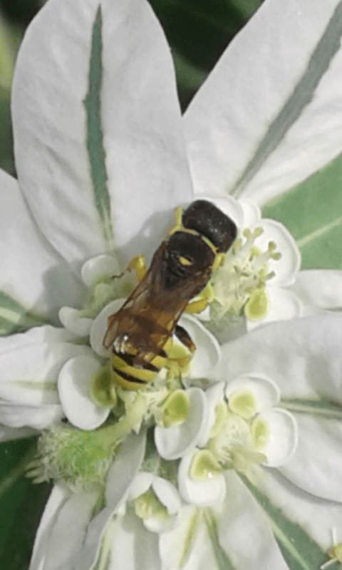 Crabronidae : Ectemnius sp. 2 ? No, femmina di Lestica clypeata